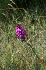 Aegilops biuncialis