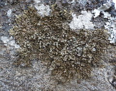 Xanthoparmelia loxodes