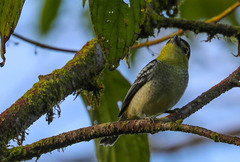 Pachyramphus versicolor