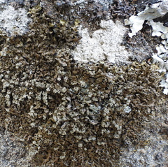 Xanthoparmelia loxodes