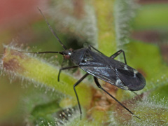 Macrotylus quadrilineatus