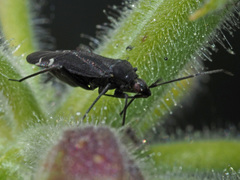 Macrotylus quadrilineatus