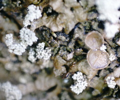 Xanthoparmelia loxodes