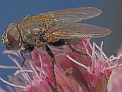 Pollenia amentaria