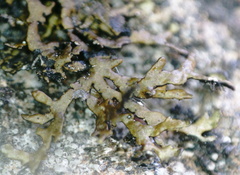 Xanthoparmelia loxodes