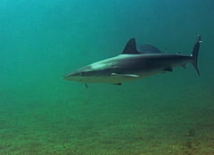 Carcharhinus obscurus