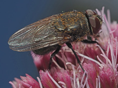 Pollenia amentaria