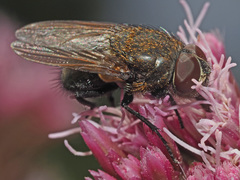 Pollenia amentaria