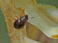 Brachypterus urticae