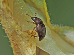 Brachypterus urticae