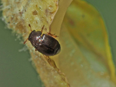 Brachypterus urticae