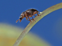 Brachypterus urticae