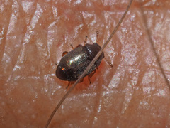 Brachypterus urticae