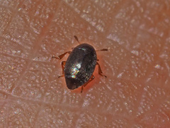 Brachypterus urticae