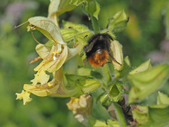 Bombus wurflenii