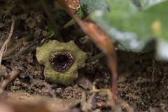 Asarum albomaculatum