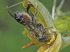 Megachile ligniseca