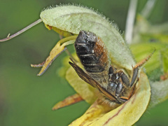 Megachile ligniseca