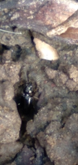 Bembidion lampros