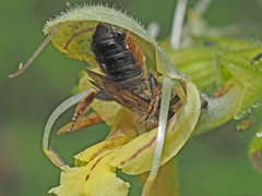 Megachile ligniseca