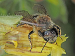 Megachile ligniseca