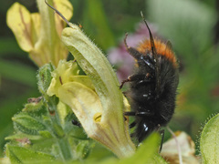 Bombus wurflenii