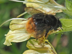 Bombus wurflenii