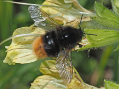 Bombus wurflenii