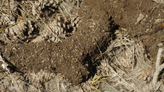 Thomomys talpoides