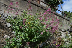 Centranthus ruber