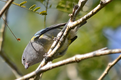 Euphonia jamaica