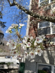 Magnoliopsida
