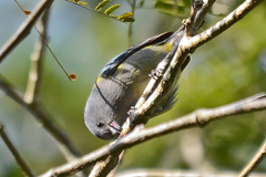 Euphonia jamaica