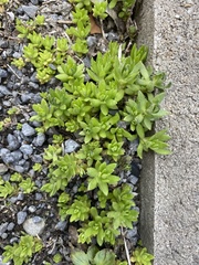 Sedum sarmentosum