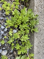 Sedum sarmentosum