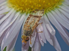Sphenella marginata