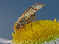 Sphenella marginata