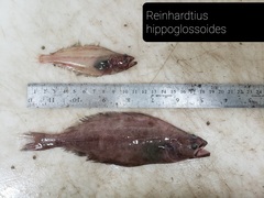 Reinhardtius hippoglossoides