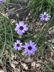 Catananche