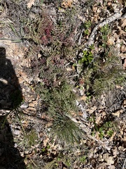 Pedicularis densiflora