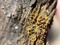 Perichaena corticalis