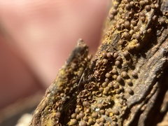 Perichaena corticalis