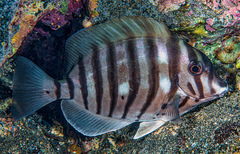 Black-Barred Surgeonfish photo 2
