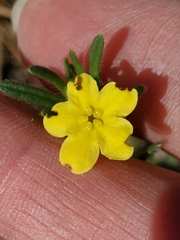 Lithospermum mirabile