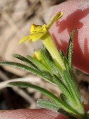 Lithospermum mirabile
