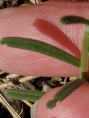 Lithospermum mirabile