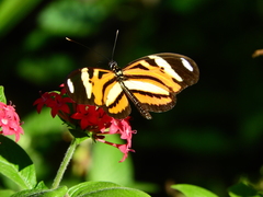 Heliconius ethilla