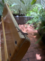 Lepidodactylus lugubris