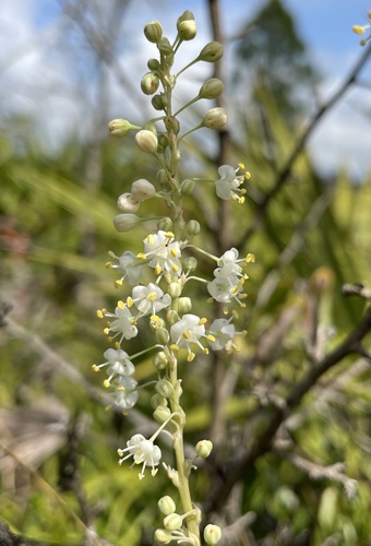 Nolina brittoniana image