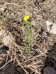 Lithospermum mirabile